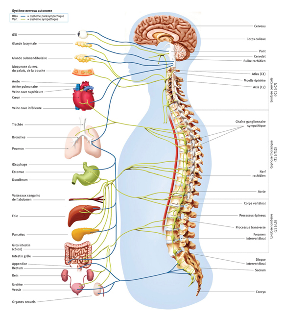 clinique-chiropratique-patenaude-systeme-nerveux-autonome